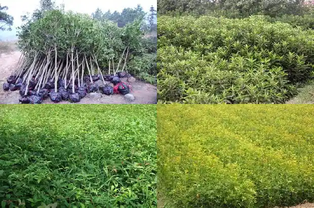 桂花树什么嫁接最好活的1687222068120