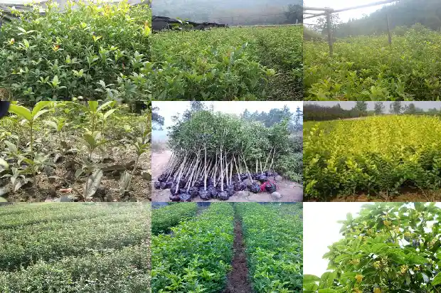 什么树嫁接桂花树最好呢1687222087509
