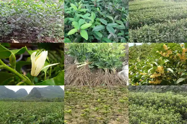什么树嫁接桂花树最好呢1687222087556