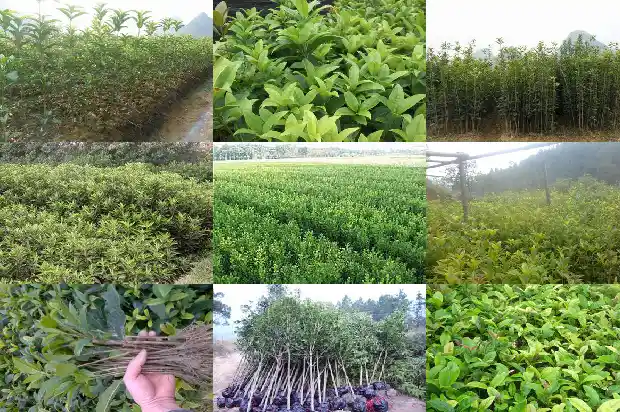 桂花树适合嫁接什么树种1687222095197
