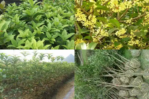 桂花种子可以直接种吗1687222112984