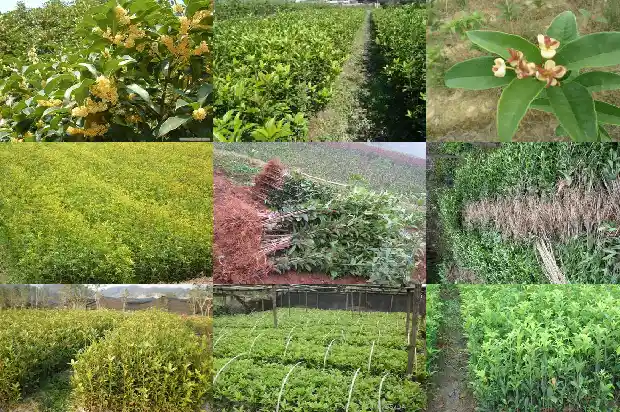 18公分的桂花大概多少钱一盆1690158665502
