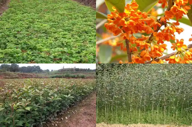 八月桂花树不开花怎么回事1688349918742