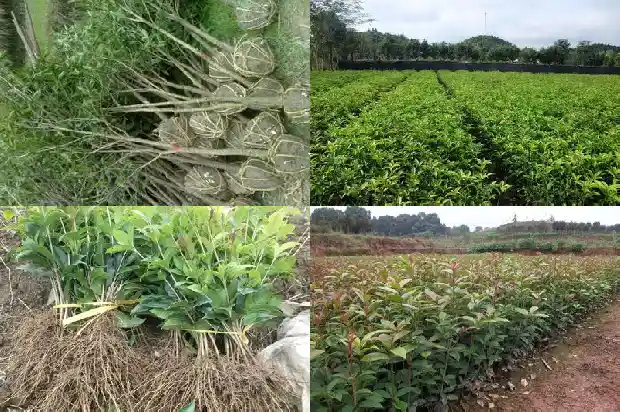 女贞树能嫁接桂花树吗1687222154862