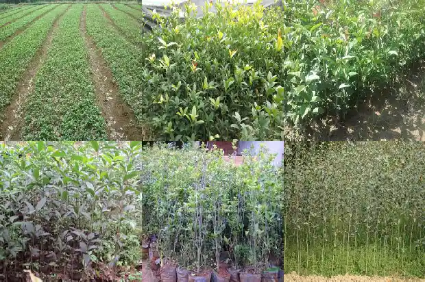 制作桂花糕的主料是什么?1689313662283