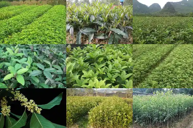 桂花苗是嫁接的好还是不嫁接的好看呢1687222192355