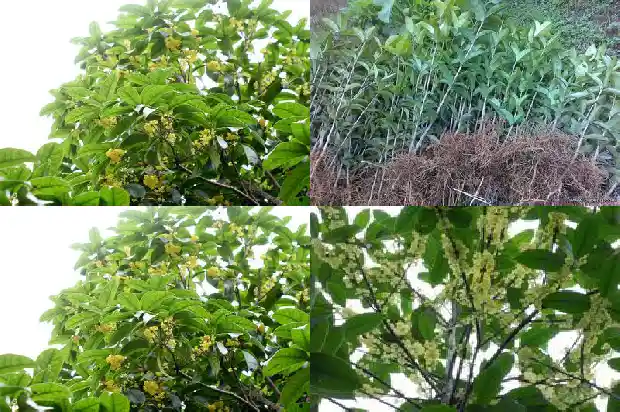 桂花苗是嫁接的好还是不嫁接的好看呢1687222192402