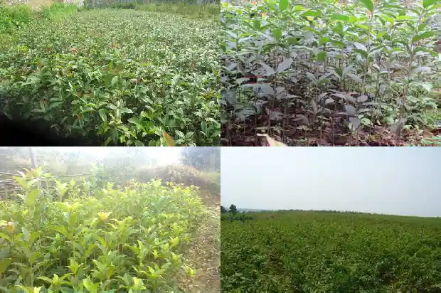 桂花原苗好还是嫁接苗好1687222200214