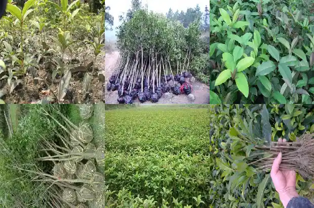桂花原苗好还是嫁接苗好1687222200262