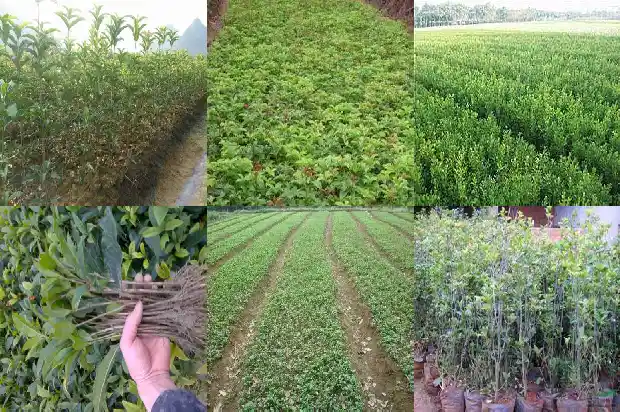 桂花用什么嫁接好1687222210126