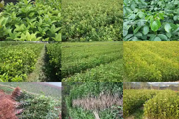 周至苗圃桂花树苗1690158605918