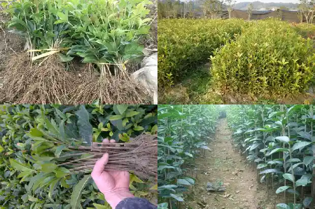 桂花树原生苗和嫁接苗哪个好些1687222229566