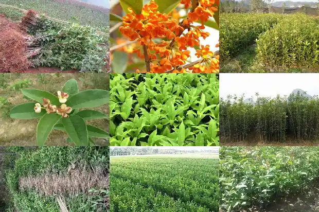 桂花嫁接跟不嫁接有什么区别呢1687222237107