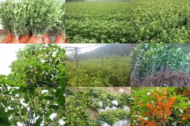 桂花树嫁接与不嫁接的区别在哪里呢1687222248893