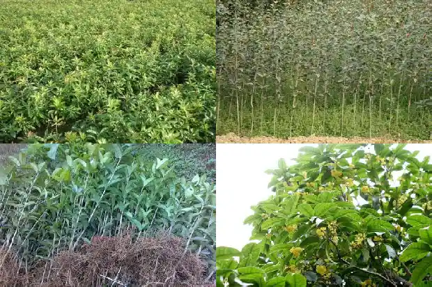 桂花树嫁接与不嫁接的区别在哪里呢1687222249035