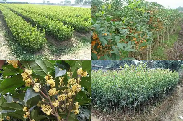 桂花嫁接和不嫁接的区别是什么1687222258707