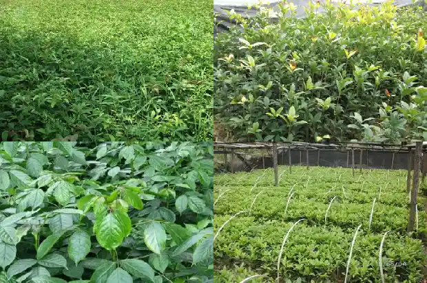 桂花嫁接和不嫁接的区别是什么1687222258754