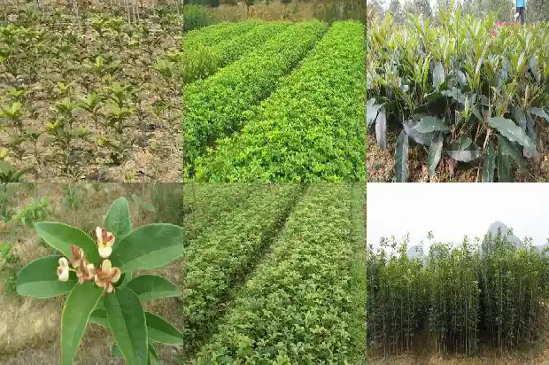 桂花树嫁接好还是不嫁接好活呢1687222269048