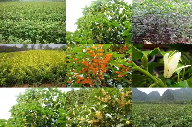 不嫁接的桂花好吗1687222276588