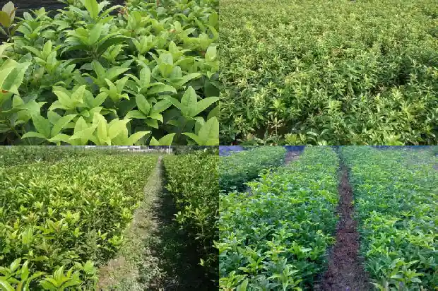嫁接的桂花怎么养1687222296040