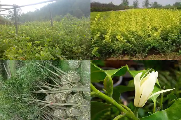 嫁接的桂花怎么养1687222296134