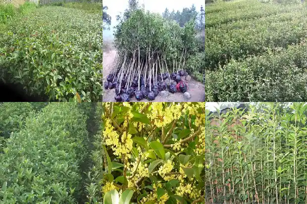 桂花嫁接与不嫁接的区别在哪里1687222306128