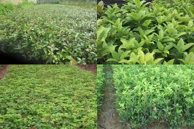 桂花嫁接与不嫁接的区别在哪里1687222306221