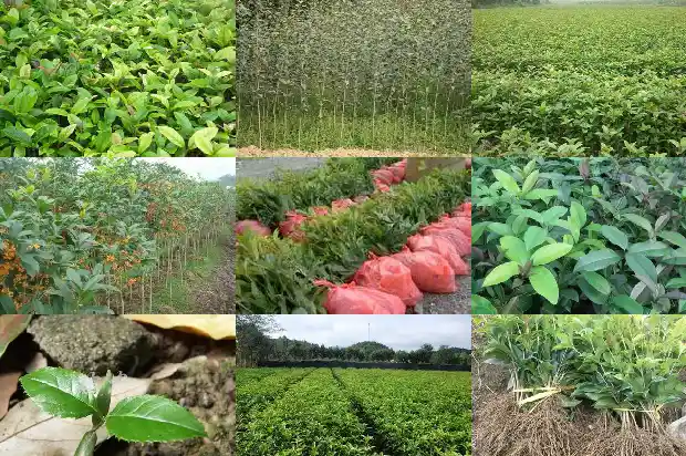 嫁接桂花与普通桂花的区别1687222317631