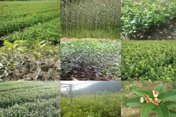 嫁接桂花与普通桂花的区别1687222317679