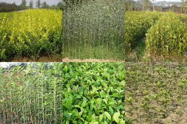 嫁接桂花与普通桂花的区别1687222317727