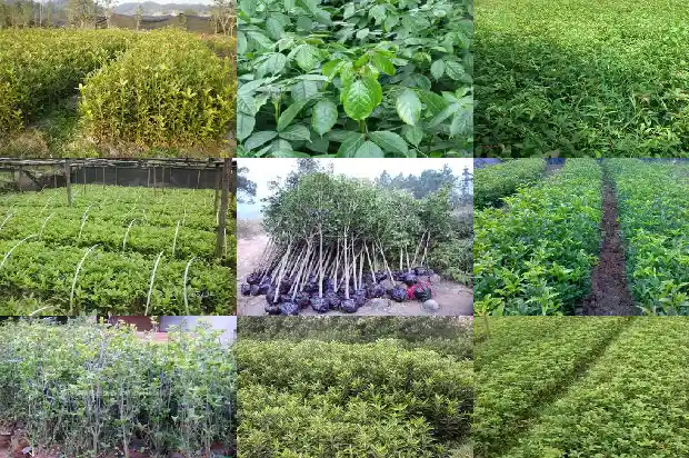 嫁接桂花与普通桂花的区别1687222317774