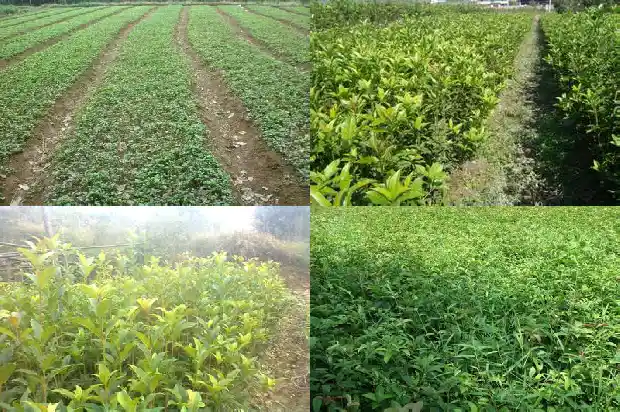 怎么样嫁接桂花树苗1687222332985