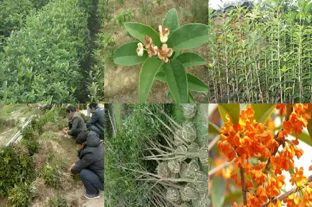 桂花嫁接贴木1687222340488
