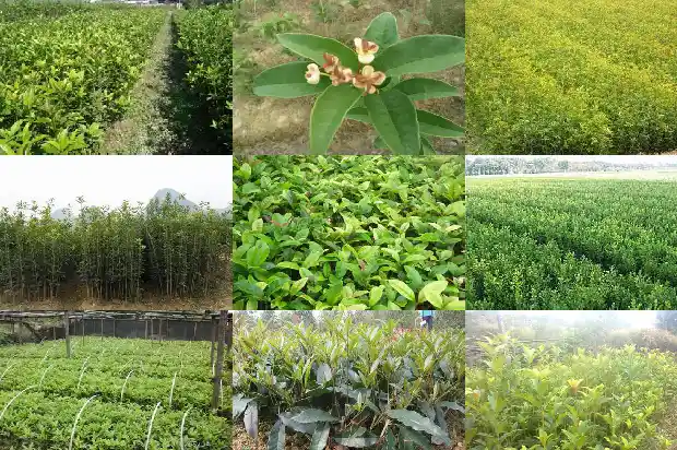 桂花树上面可以嫁接什么树呢1687222350178