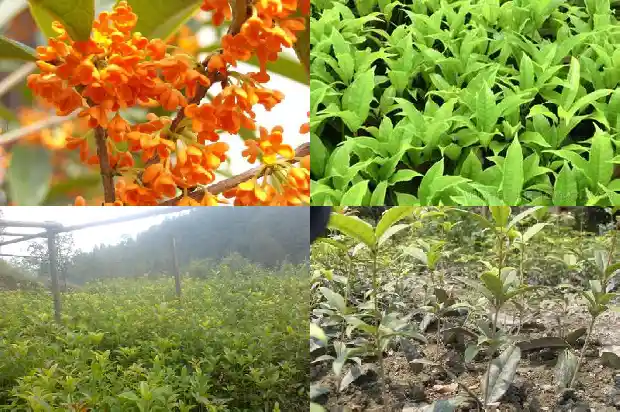 桂花树可以和朴树嫁接吗1687222357947