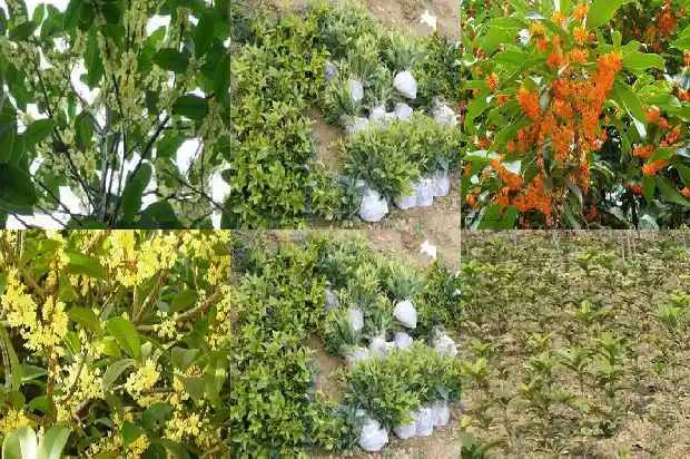 桂花树能否嫁接桃树1687222367838