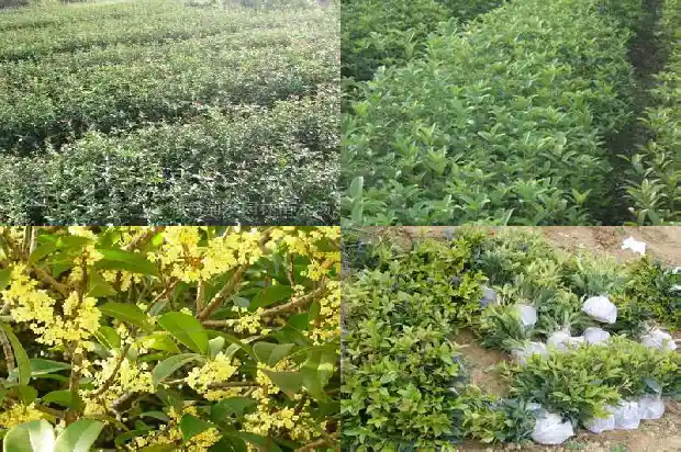 桂花树能否嫁接桃树1687222367934
