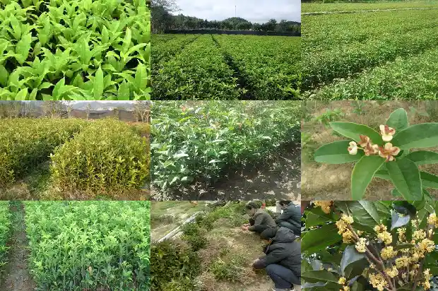 盆栽桂花僵苗怎么办呢1687222375677