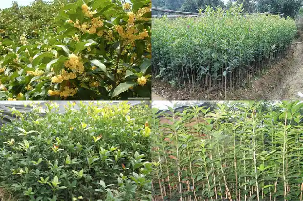 桂花树僵苖了咋处理1687222399930