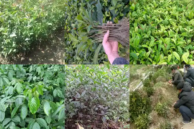 桂花僵苗的解决办法有哪些1687222409911