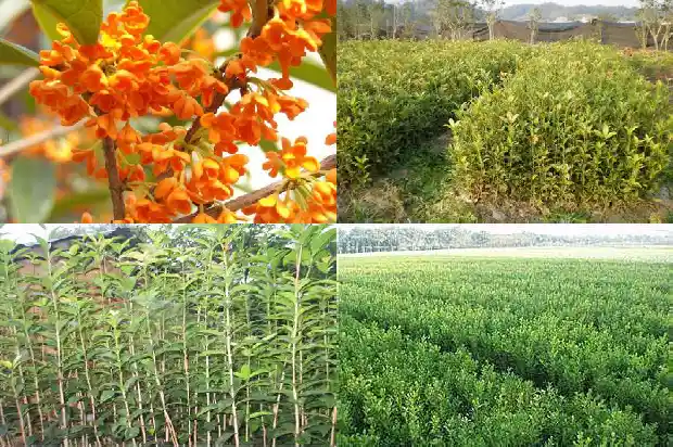 桂花僵苗的解决办法有哪些1687222409958
