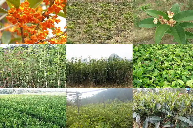嫁接的桂花怎么养护1687222429945