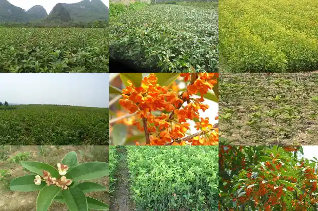 嫁接的桂花怎么养护1687222430041