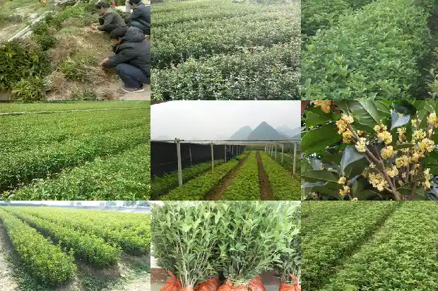 嫁接桂花的砧木发芽了怎么办1687222441980