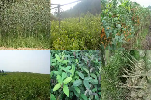 嫁接桂花的砧木发芽了怎么办1687222442028