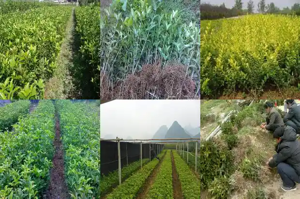 嫁接桂花的砧木发芽了怎么办1687222442075