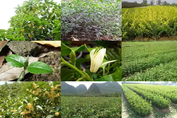 嫁接桂花的砧木发芽了怎么办1687222442122