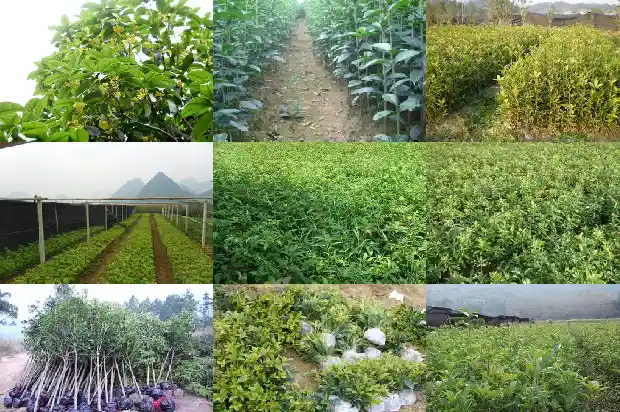 桂花树移栽后僵苗怎么办呢1687222457378