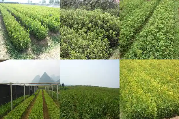 桂花树移栽后僵苗怎么处理好1687222469569