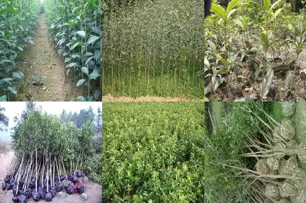 桂花树移栽后僵苗怎么处理好1687222469665